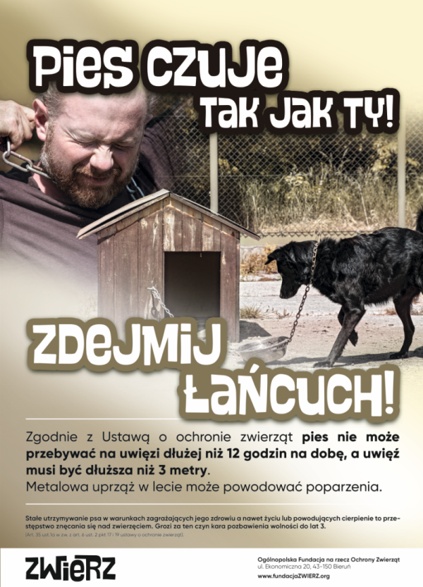 zwierzęta latem